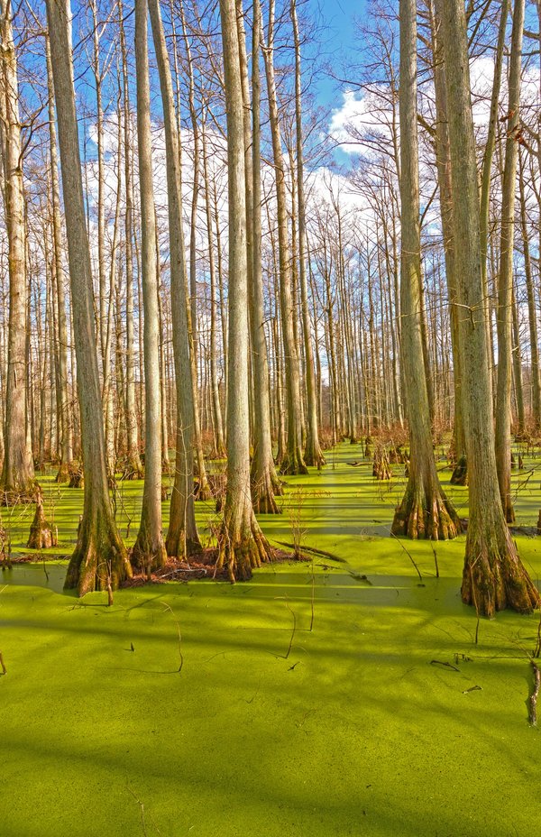¿Cómo evitar que mi perro cave agujeros en el jardín?