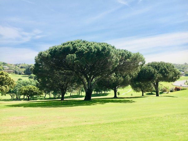 ¿Cuáles son las razas de perros más adecuadas para correr?